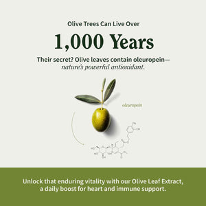 Snap Supplements Olive Leaf Extract with Oleuropein, 60 Capsules | Standardized to 40% Oleuropein, Antioxidant-Rich, Supports Blood Flow & Healthy Digestion