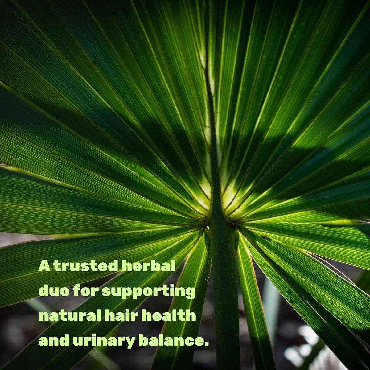 Saw Palmetto Supplement with Pumpkin Seed, 300 Capsules | Promotes Prostate Health | DHT Blocker | Hair Growth Vitamins, Maintain Normal Urinary Frequency